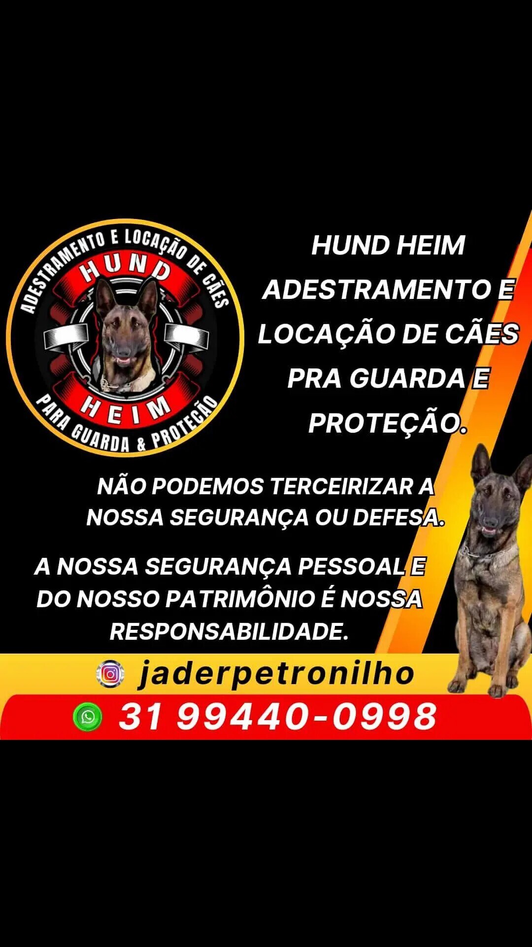 Canil HUND HEIM vende casal jovem adulto de Pastor Belga Malinois. - Foto 1