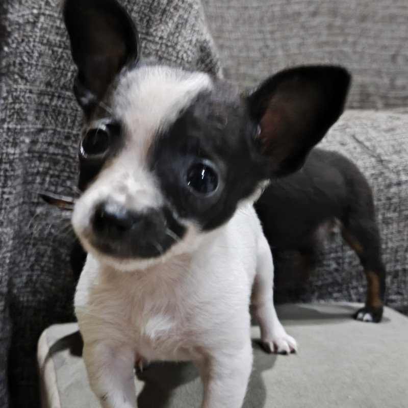 Lindos filhotes pinscher - Foto 2