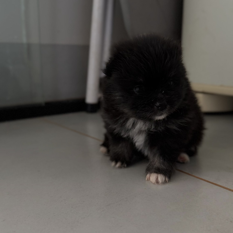 Filhotes de Lulu da pomerania - Foto 2