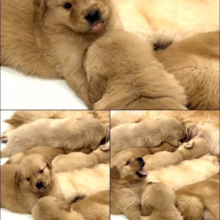 Filhotes de gold Retriever - Foto 5