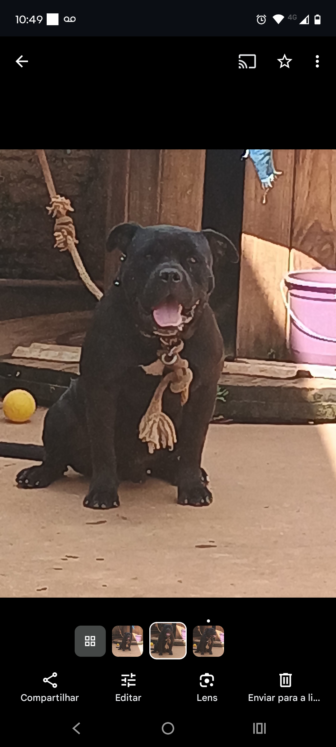 American Bully - Foto 1