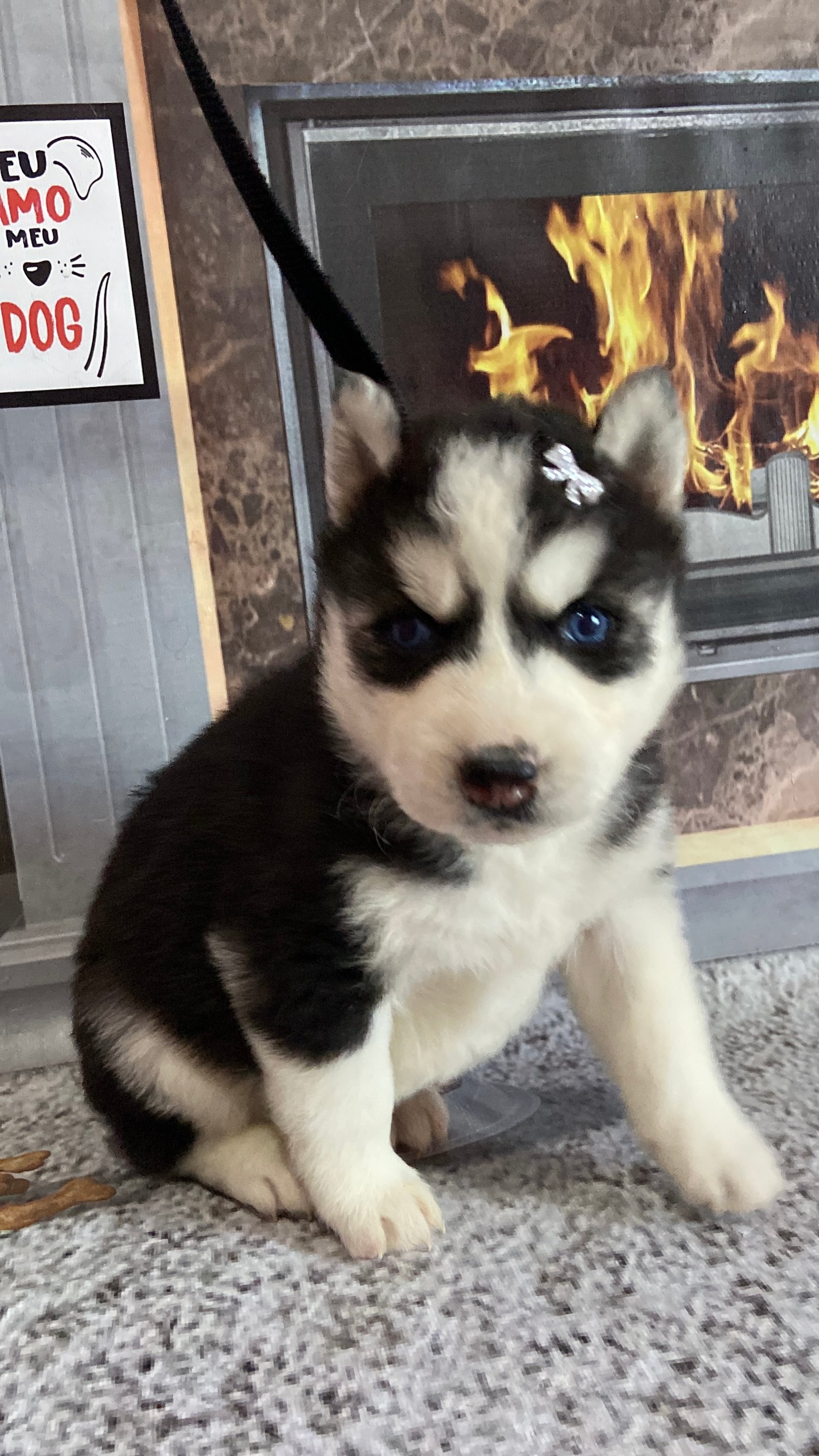 Filhotes de husky siberiano  - Foto 3