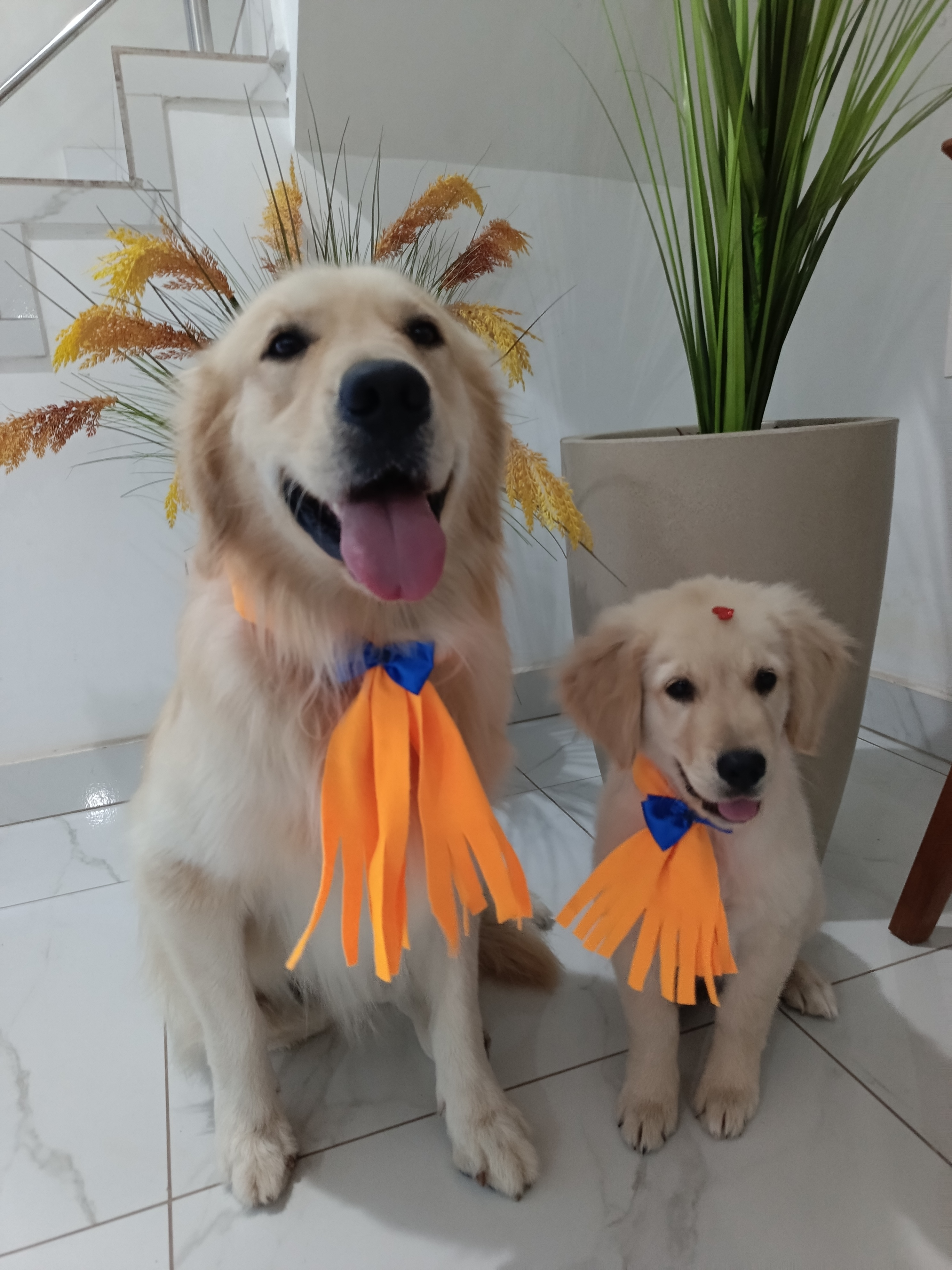 Filhote de Golden Retriever  - Foto 3