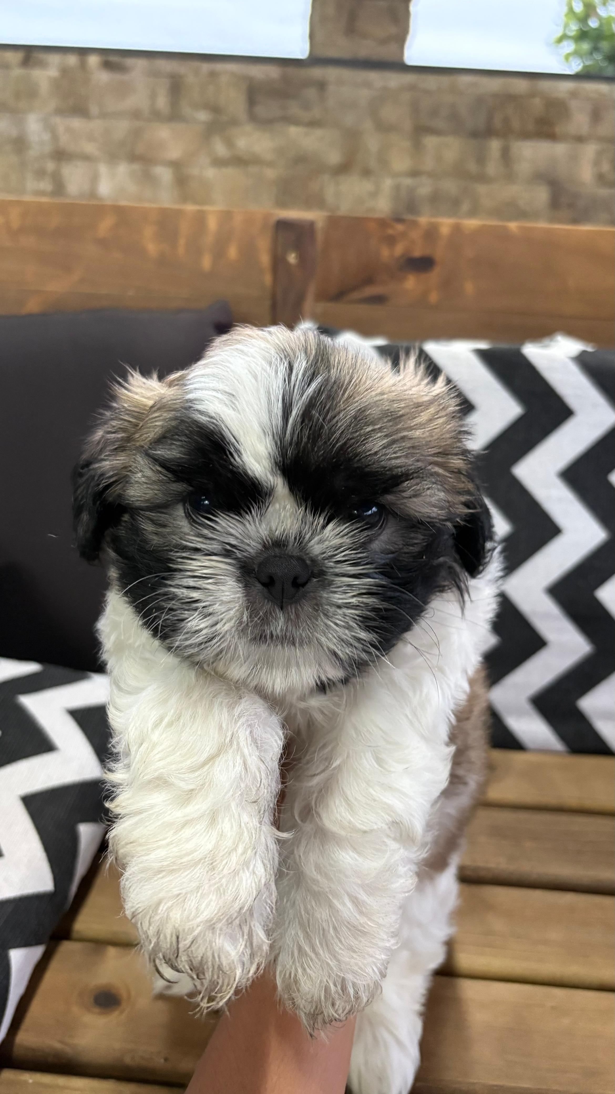 Shih Tzu - Foto 2