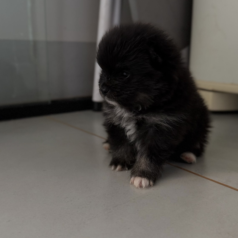 Filhotes de Lulu da pomerania - Foto 1