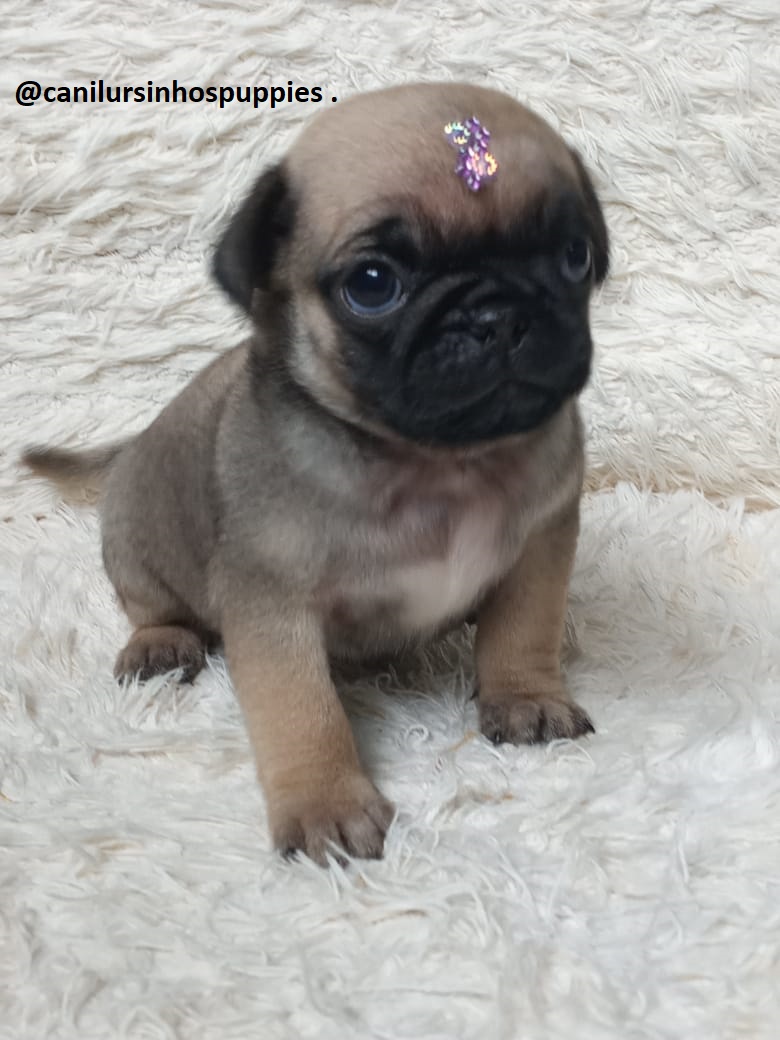 Pug - Foto 2