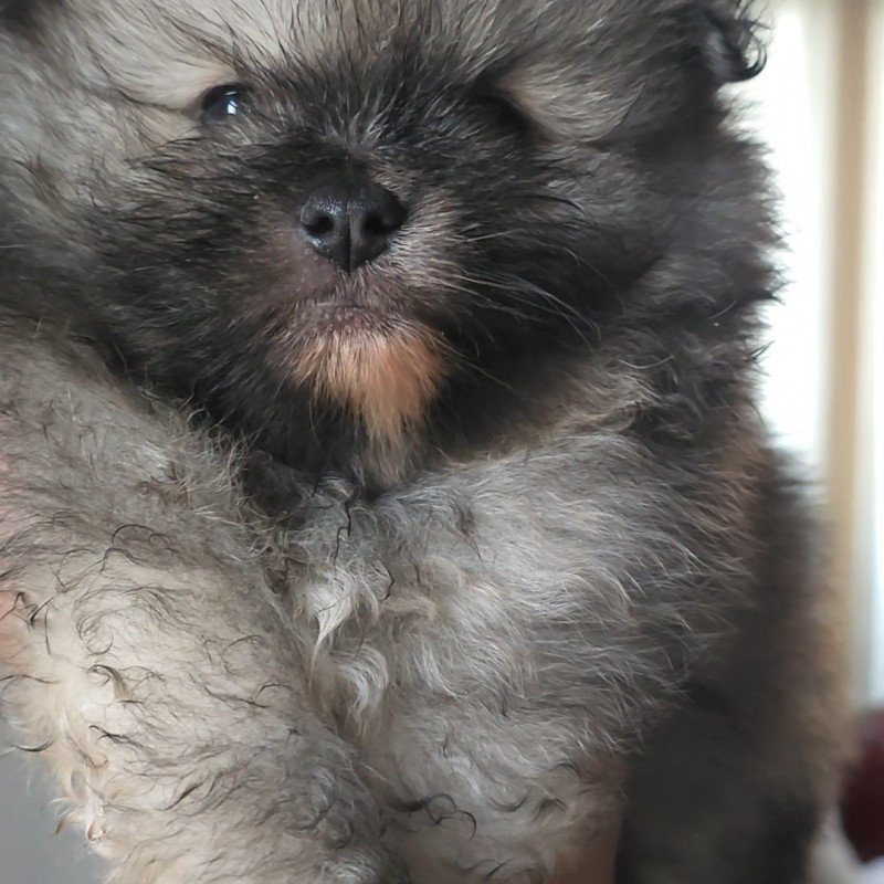 Filhote Spitz Alemão - Foto 2