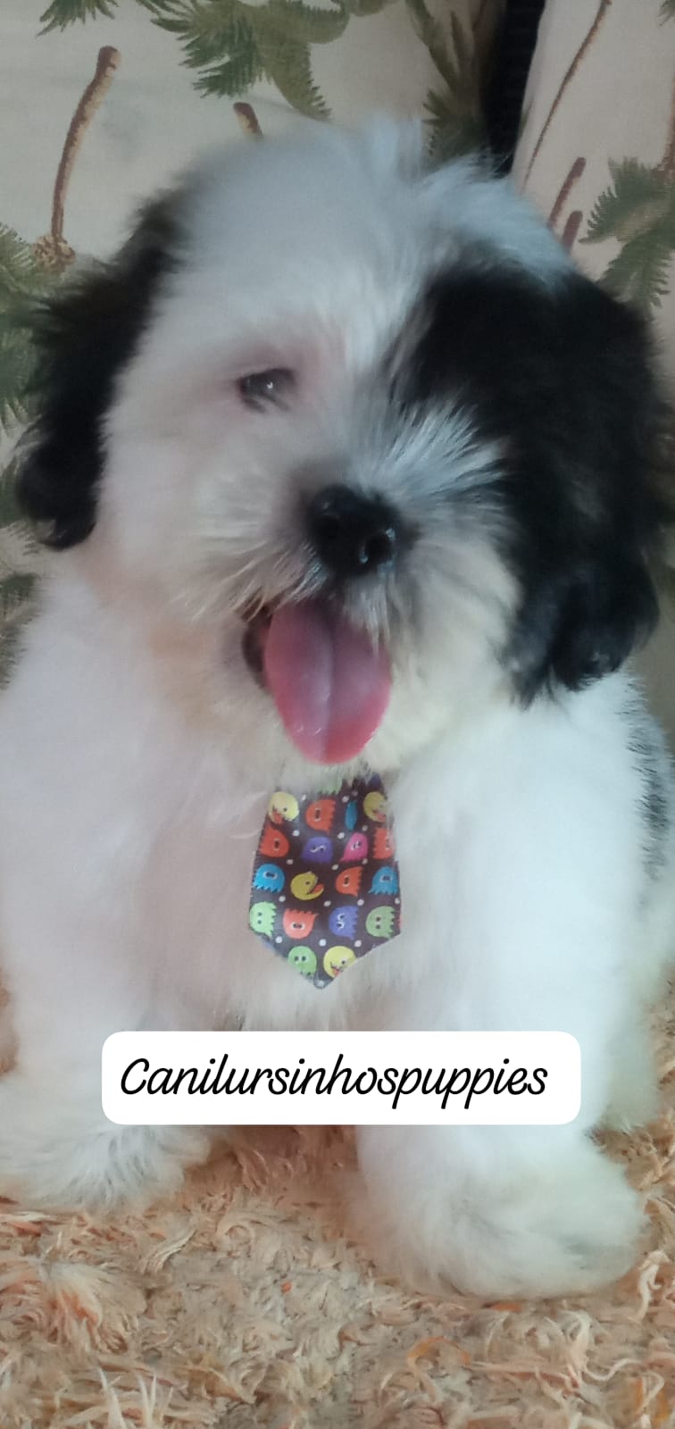 Lhasa Apso - Foto 3