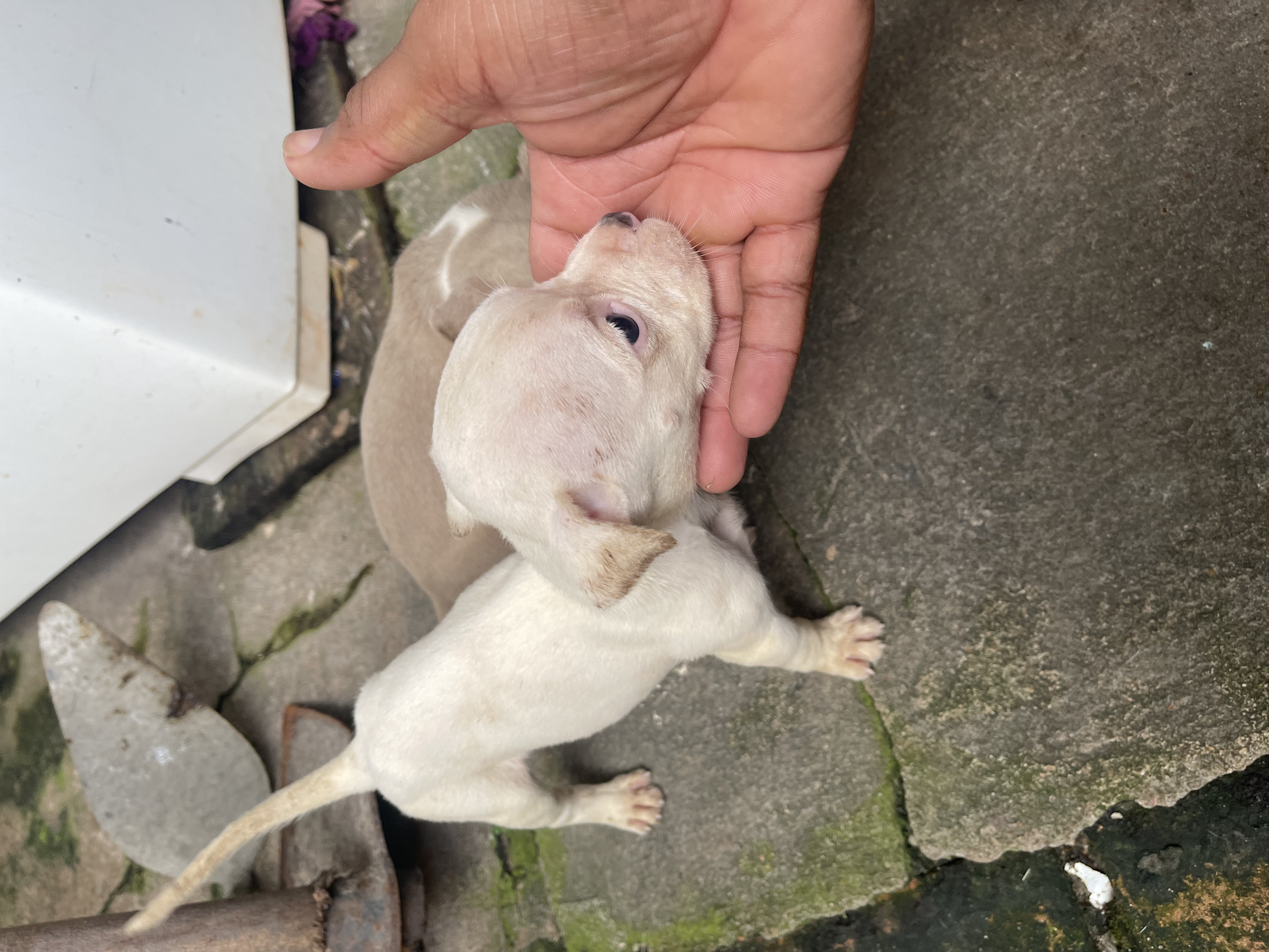 Pitbull  - Foto 4