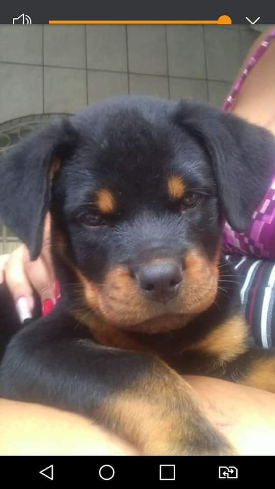 Filhotes de Rottweiler  - Foto 4