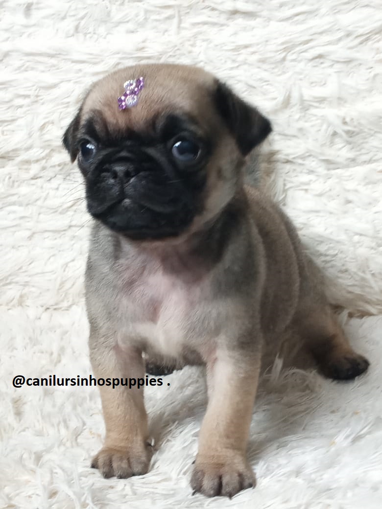 Pug - Foto 3