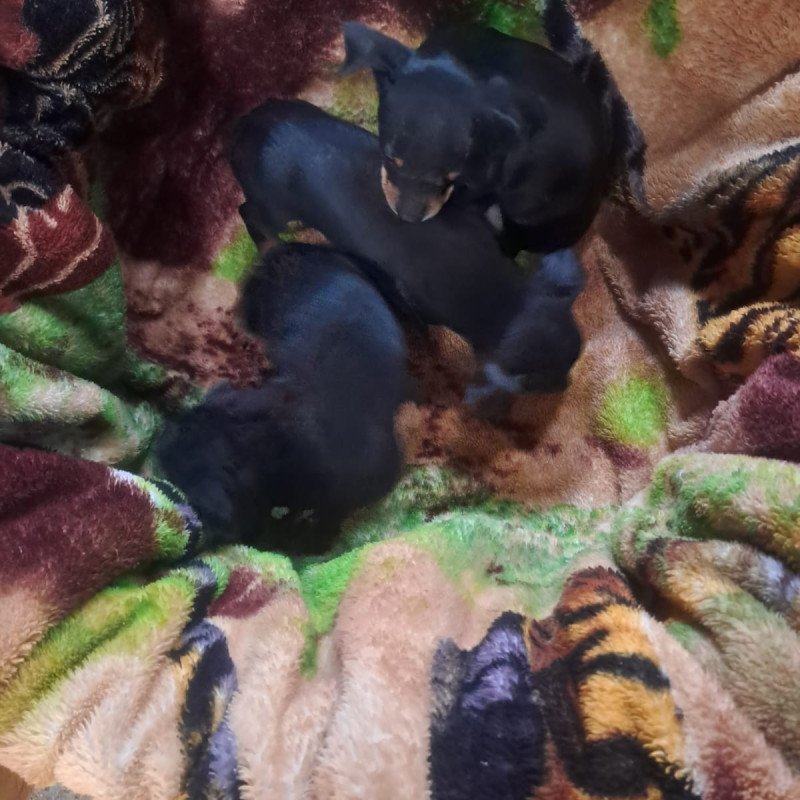 Filhote de pinscher três filhotes - Foto 1