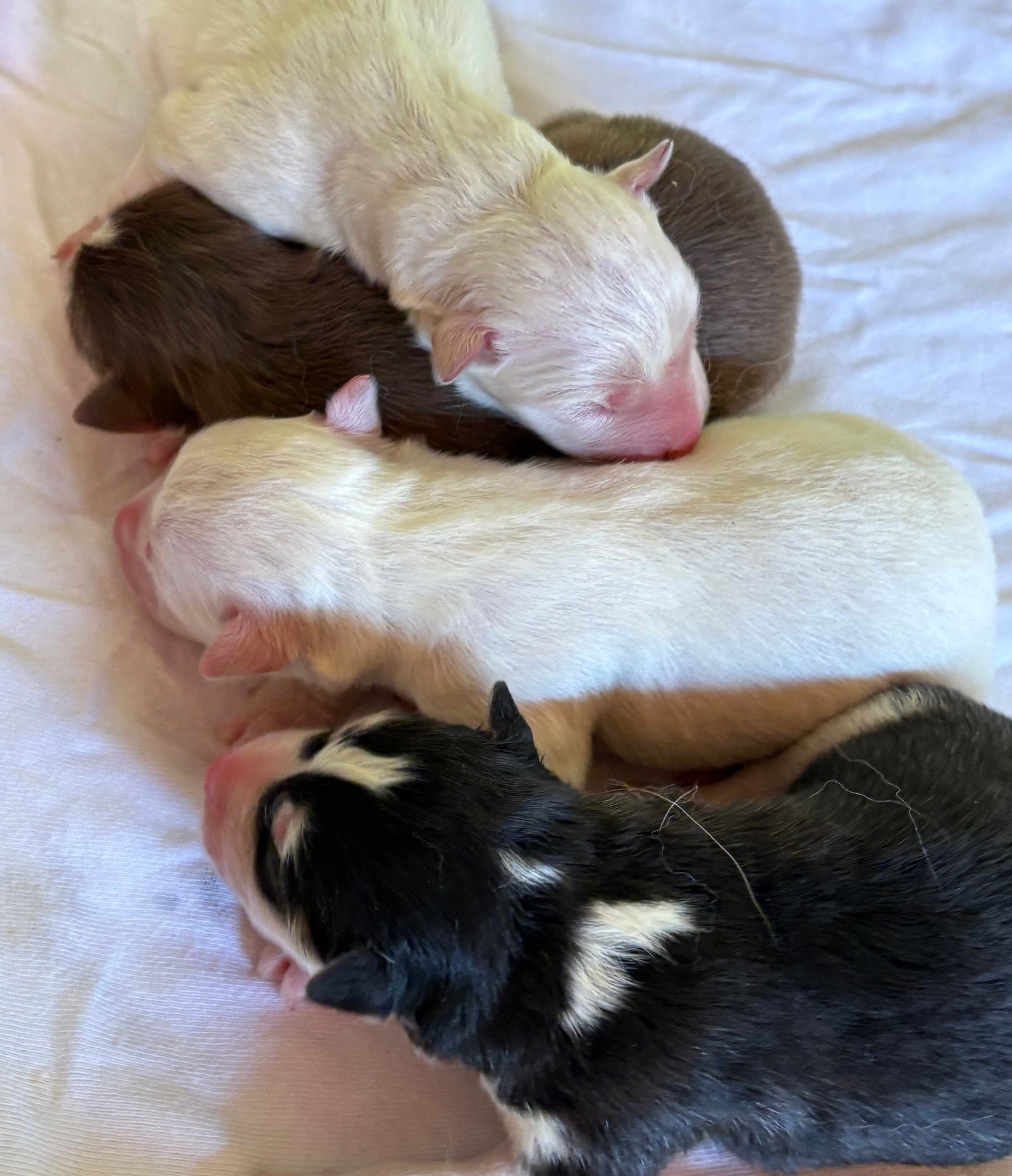 Filhotes de husky siberiano - canil Arcádia kennel - Foto 3