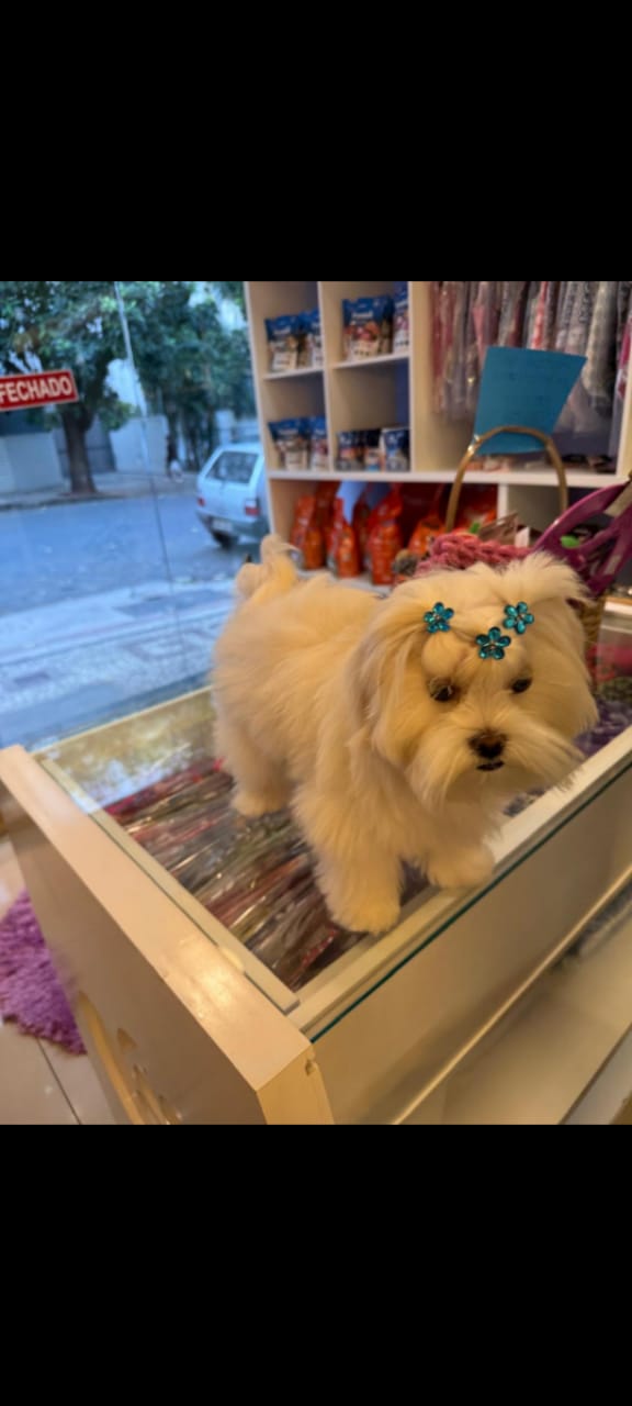 Filhotes de maltês raça pura micro disponível! - Foto 4