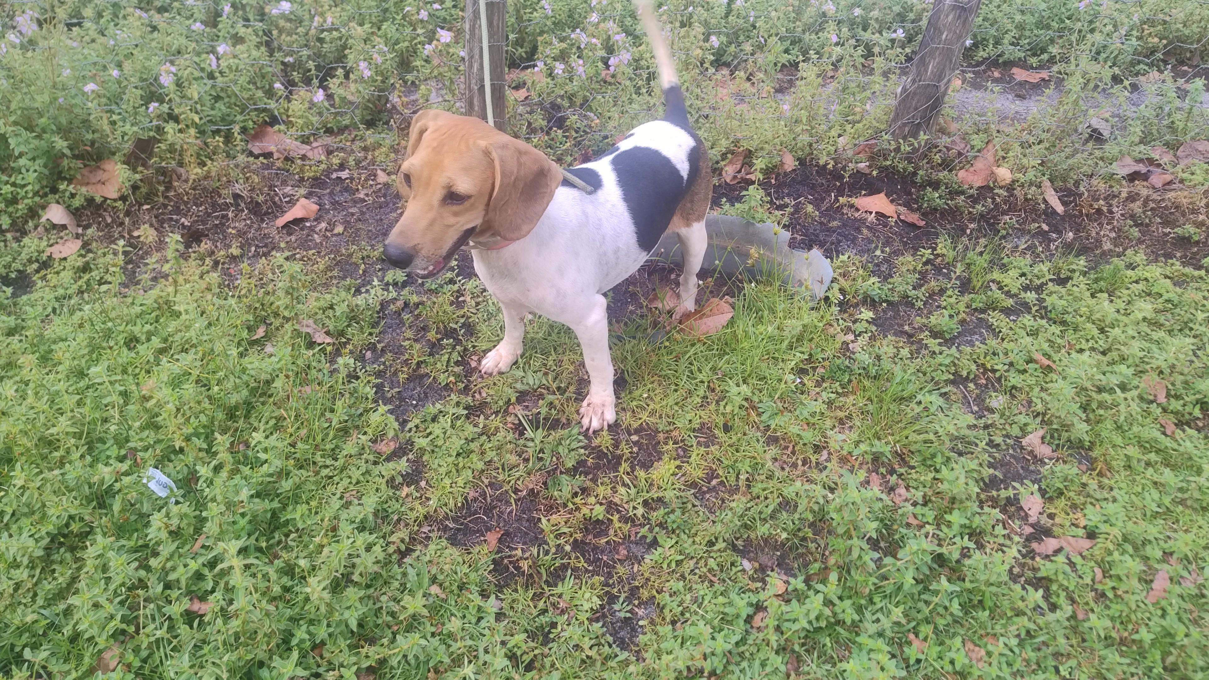 Beagle - Foto 1