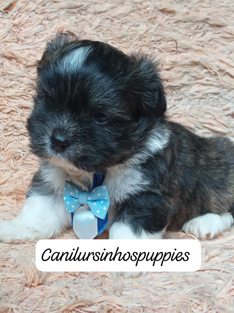 Lhasa Apso - Foto 2
