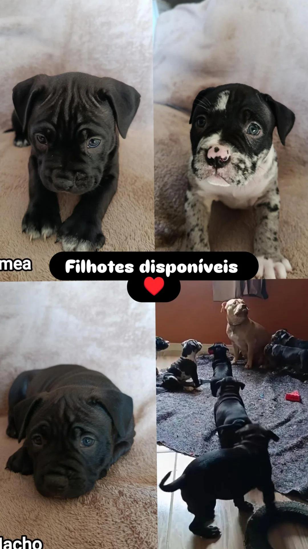 American Bully - Foto 1