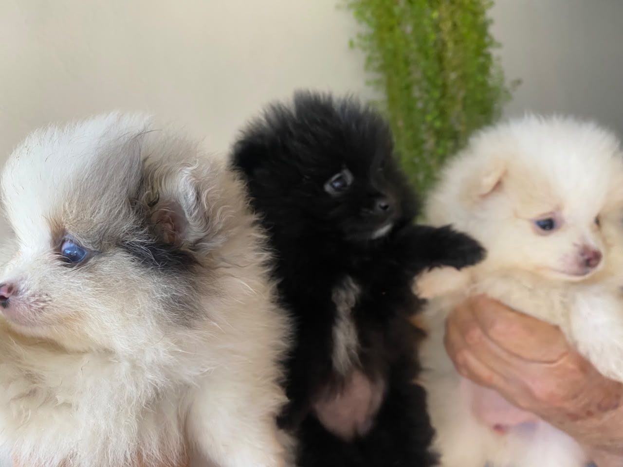 Filhotes Lulu da Pomerânia (Spitz Alemão Anão) – Fêmeas - Foto 5
