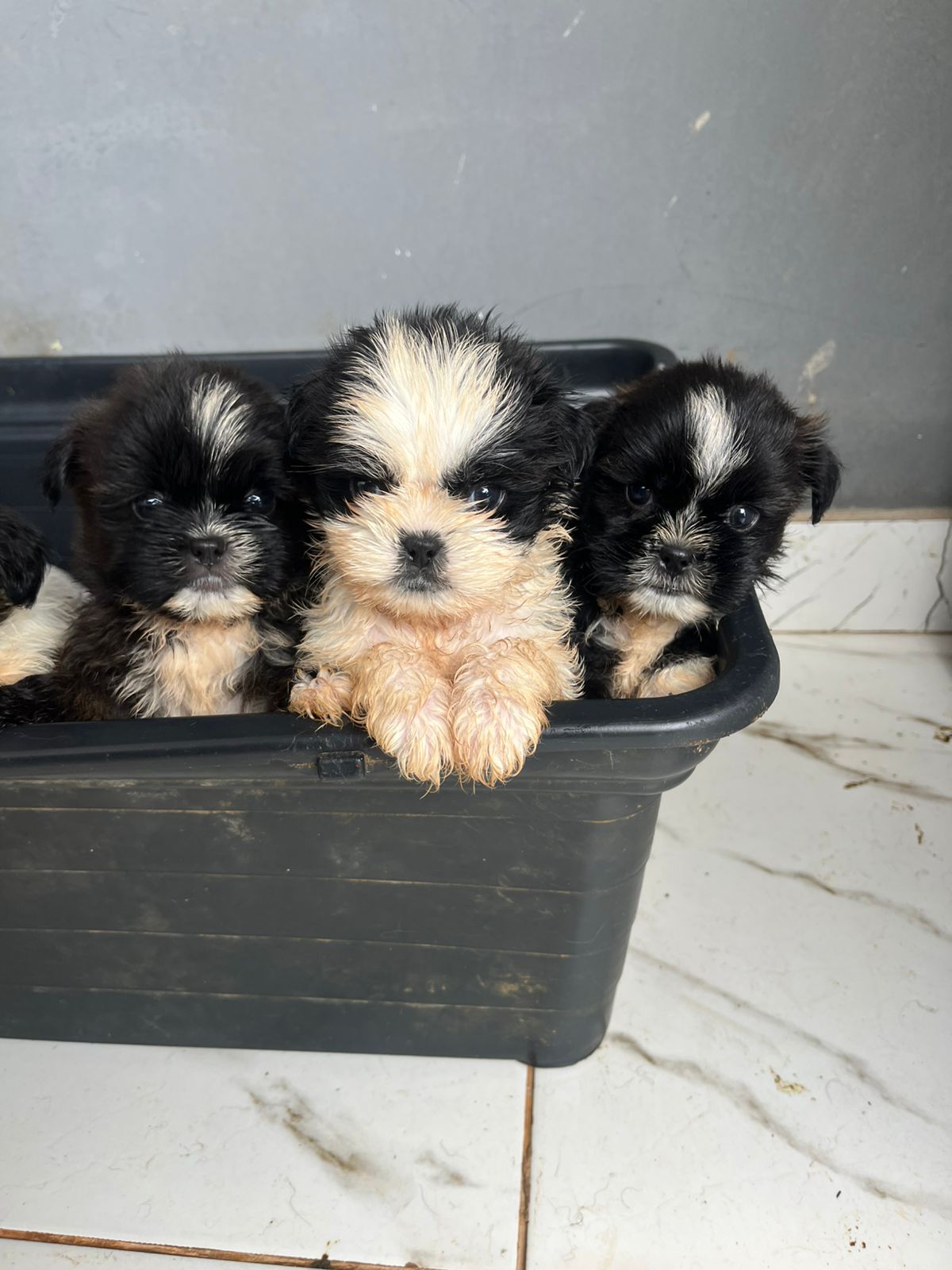 Shih tzu fêmea e macho  - Foto 1