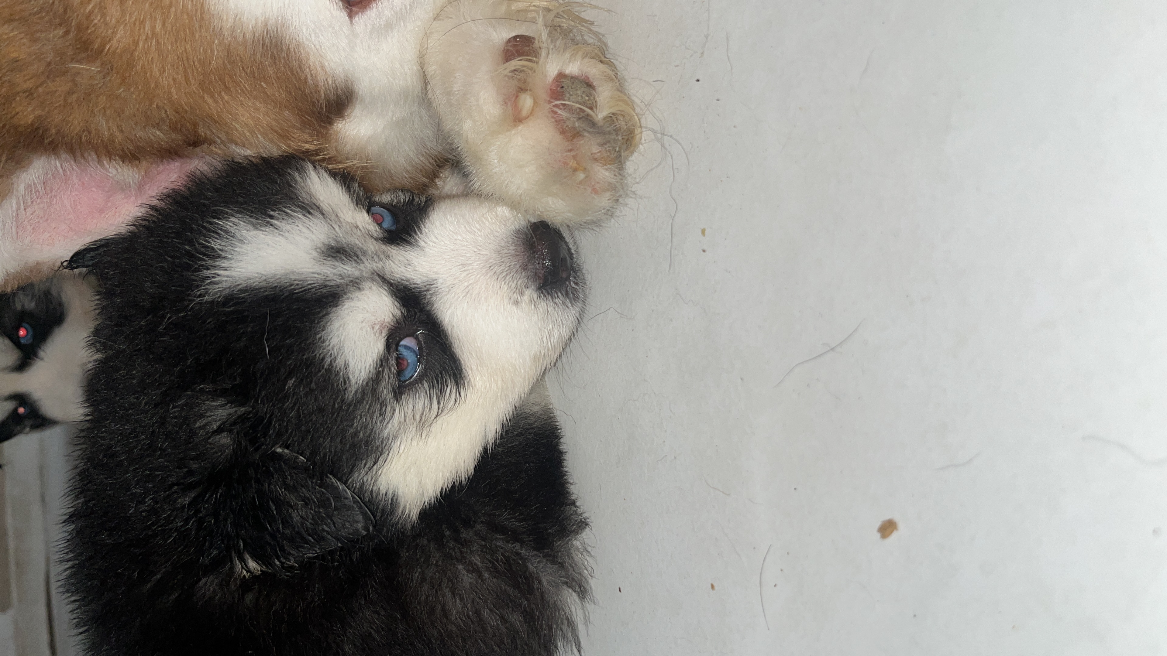 Husky Siberiano - Foto 1