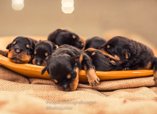 Com quantos dias o filhote de cachorro abre os olhos?