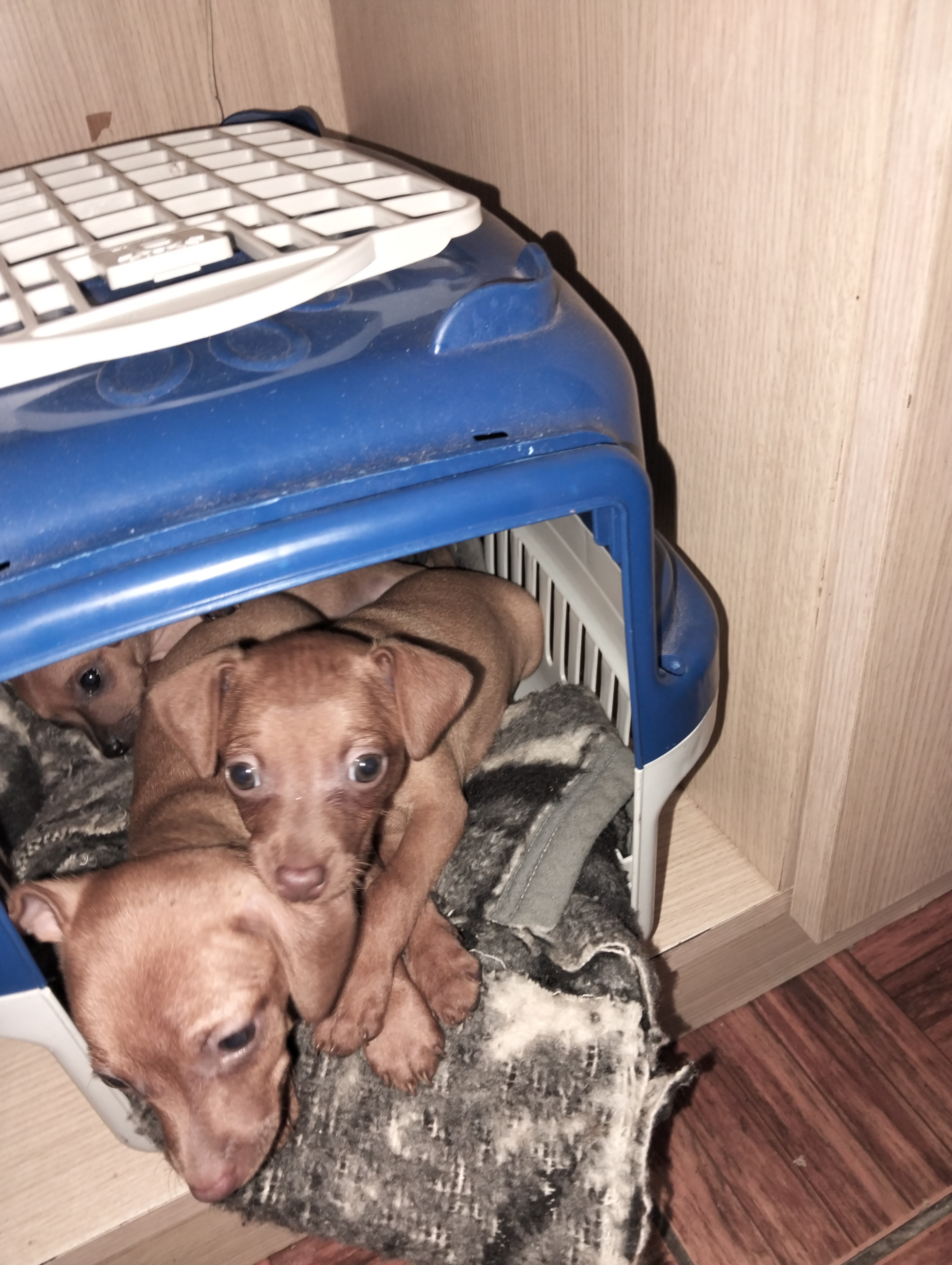 Pinscher - Foto 1