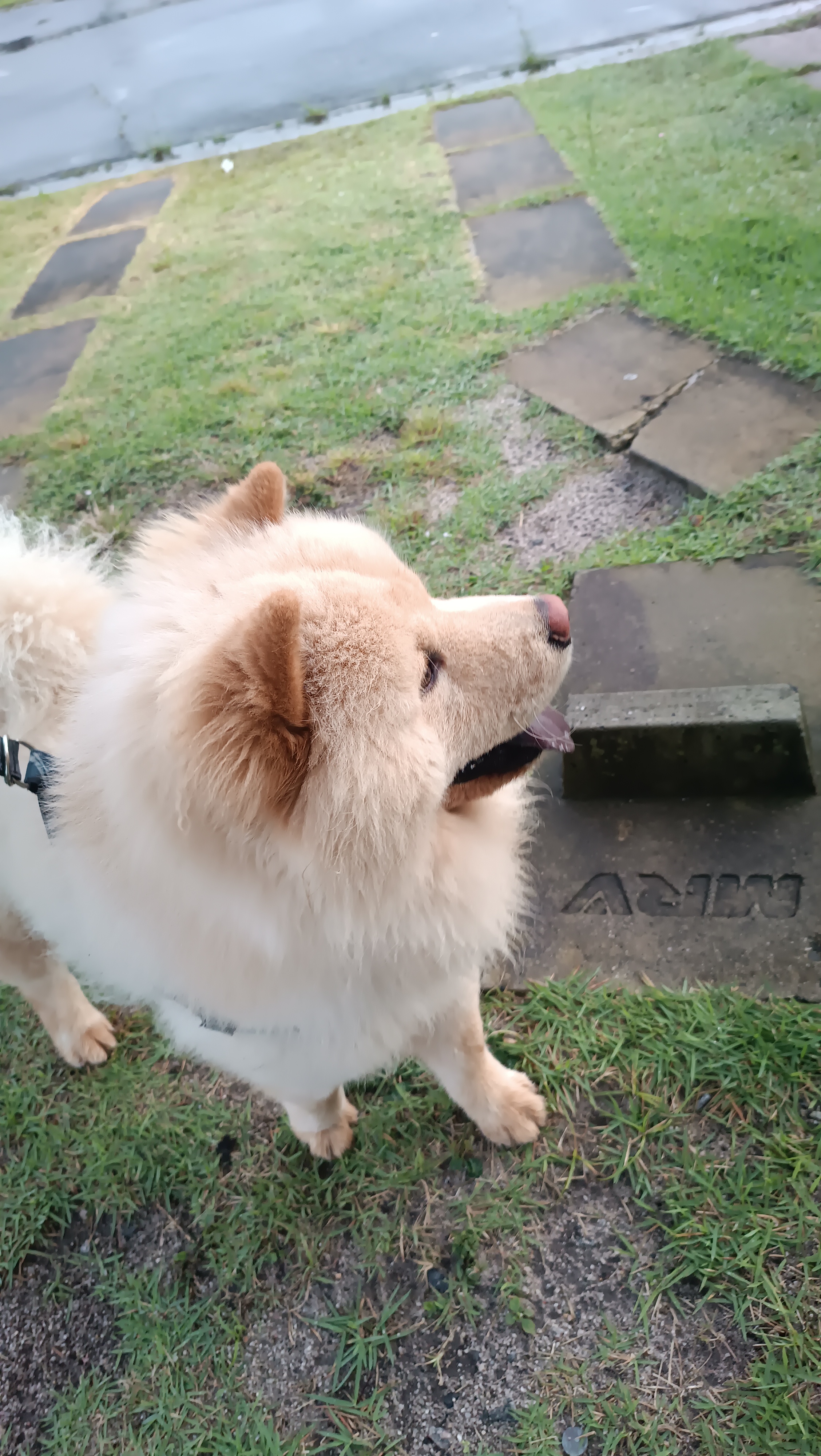 Chow Chow de 10 meses - Foto 1