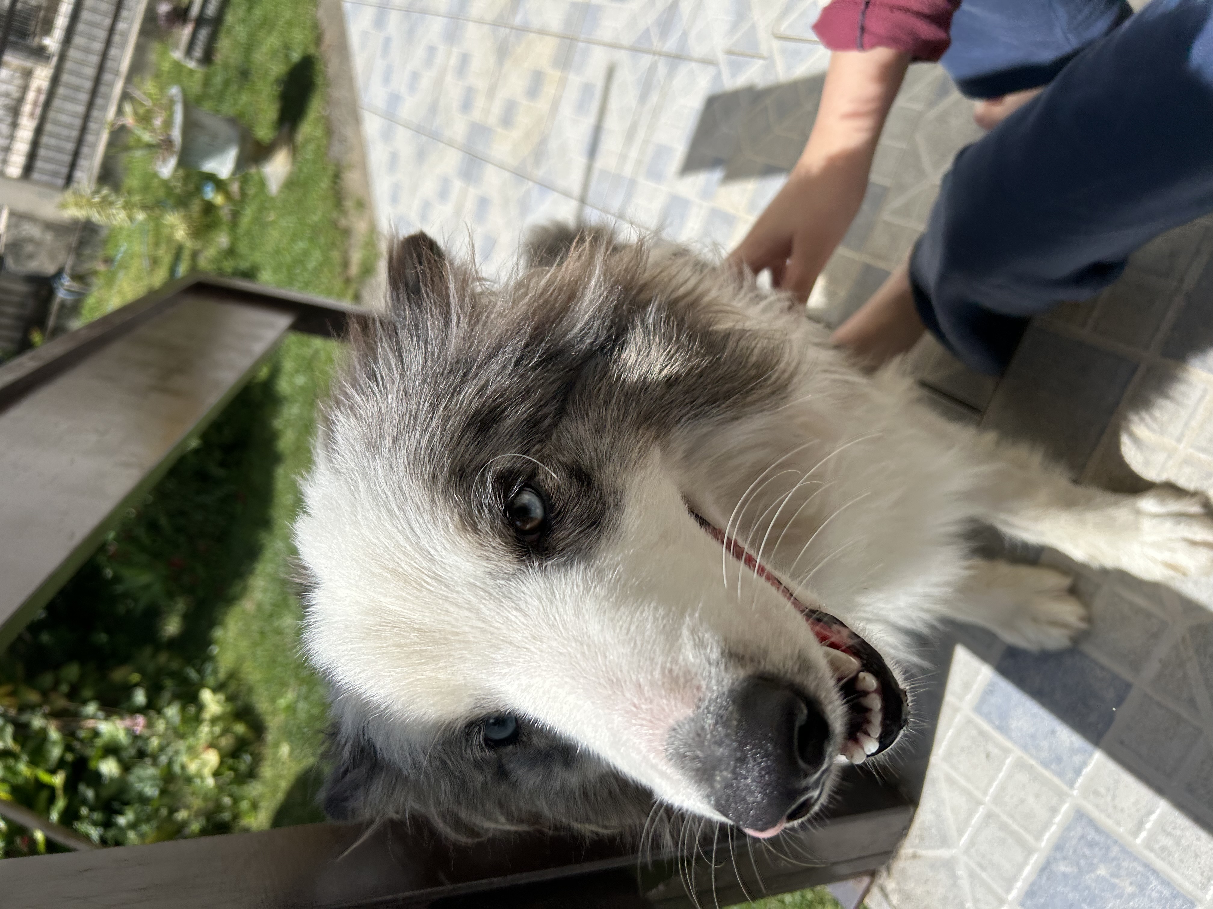 Border collie  - Foto 1