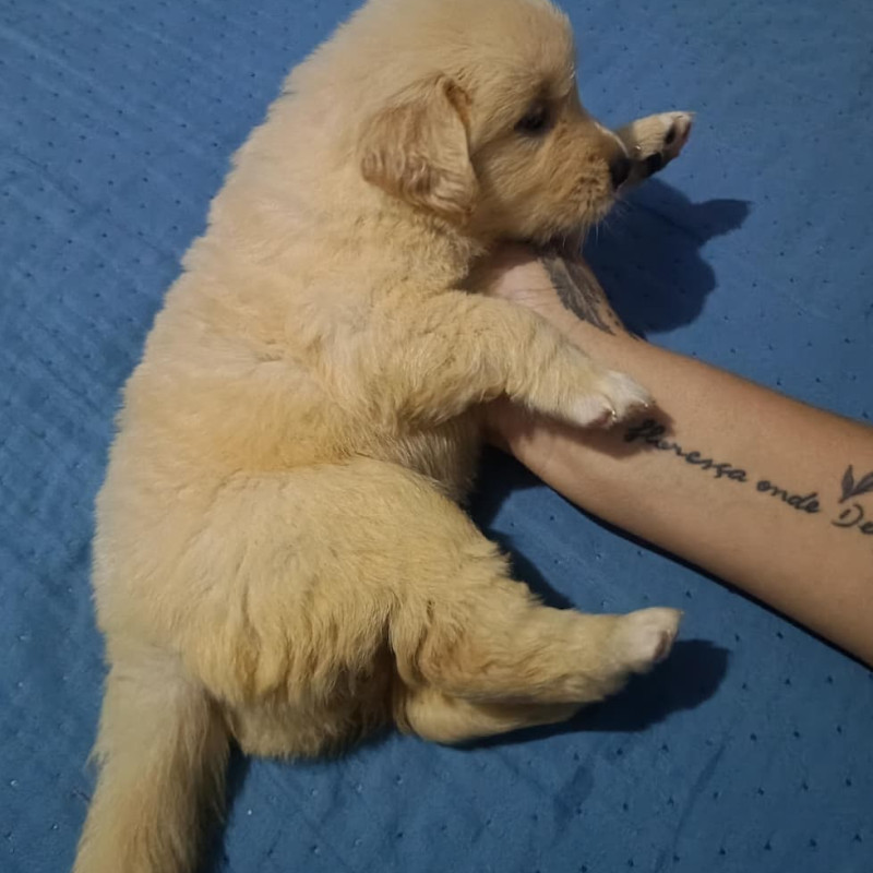 Filhotes de Golden retrivier - Foto 3