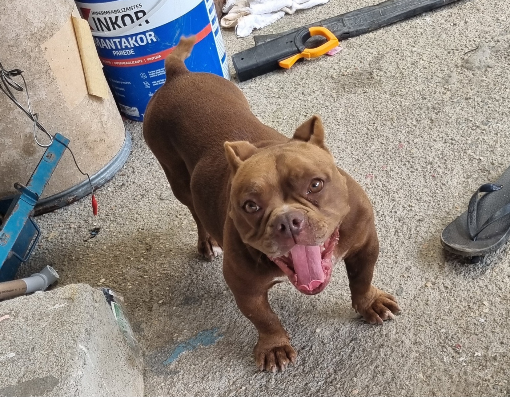 American Bully - Foto 2