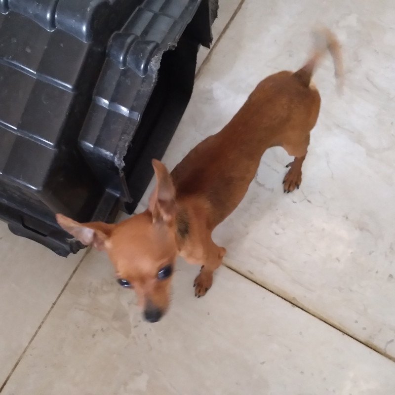 Fêmea de Pinscher - Foto 2