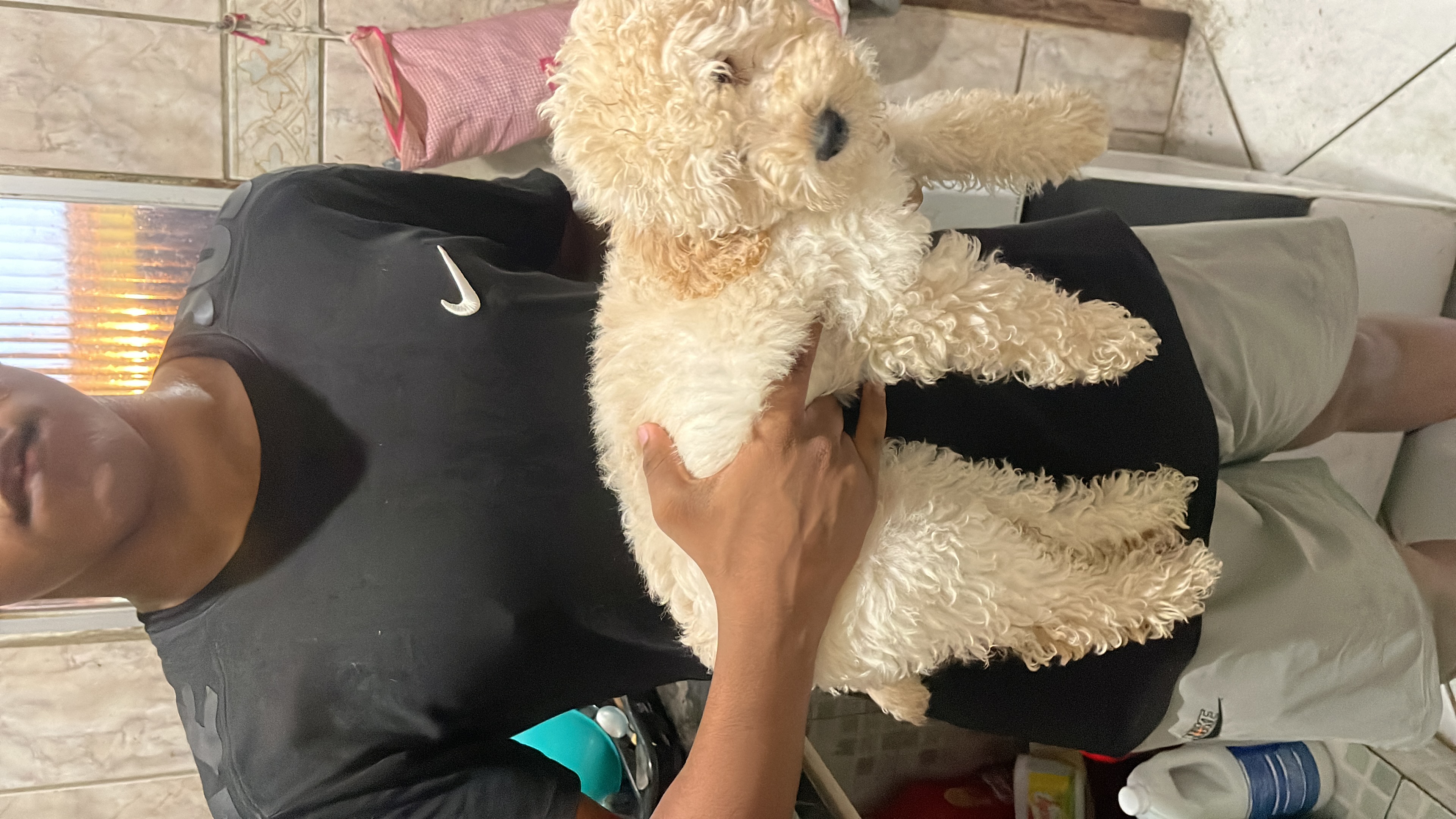 Vende-se poodle.  - Foto 1