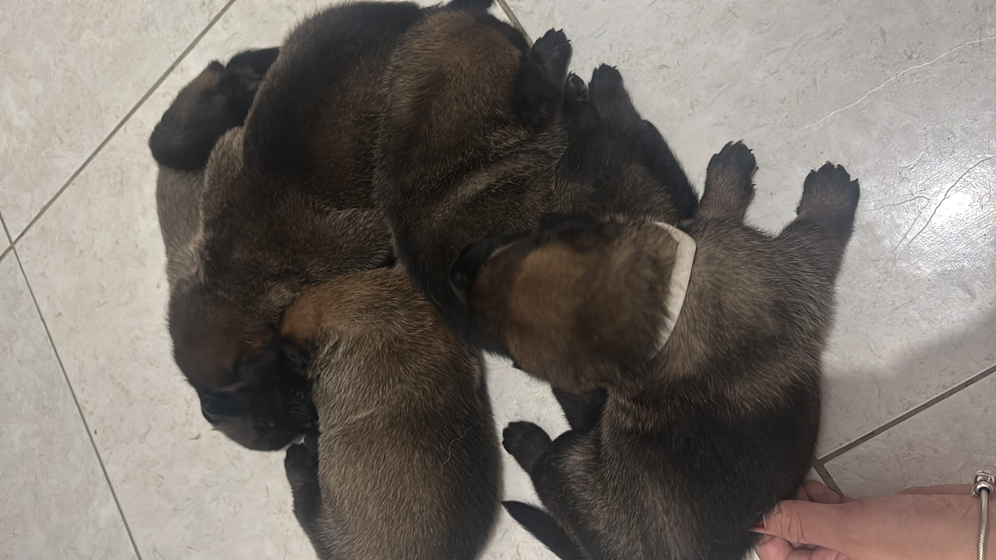 Filhotes Pastor Belga Malinois  - Foto 2