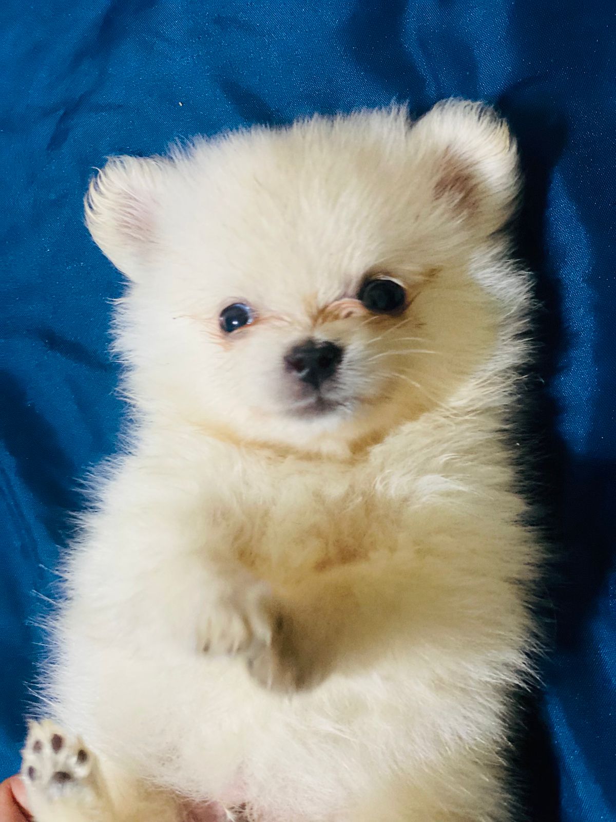 Spitz Alemão - Foto 1