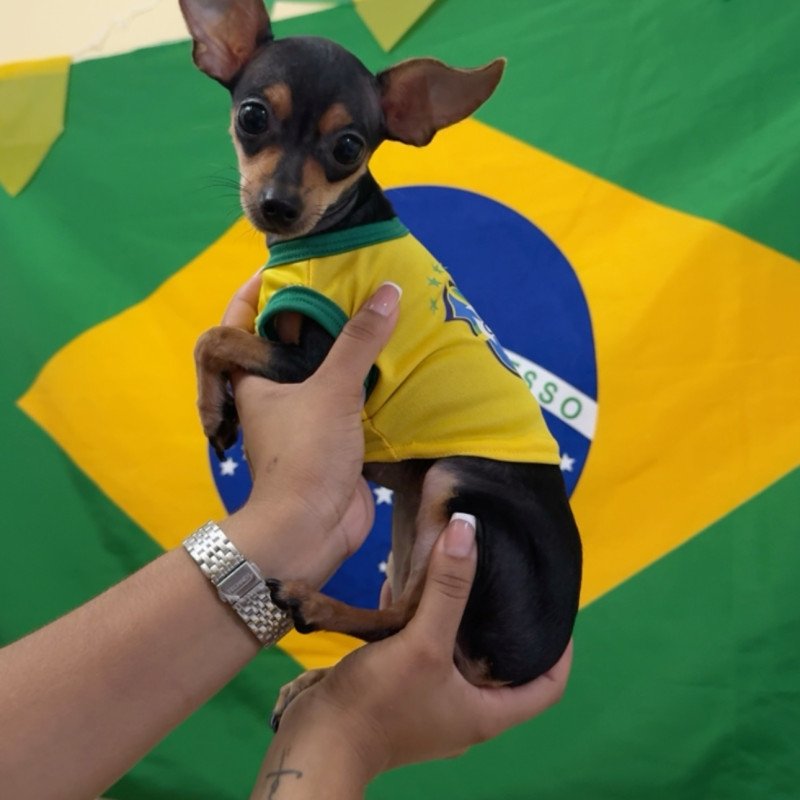 Pinscher fêmea 0 - Foto 2