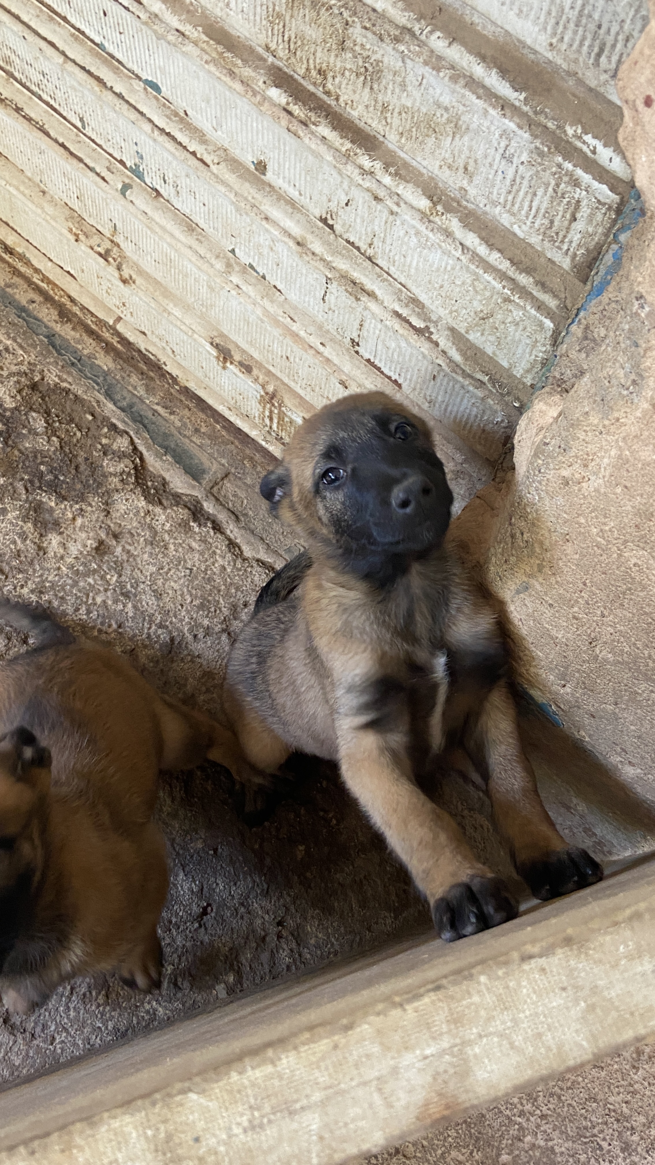 Pastor Belga Malinois - Foto 3