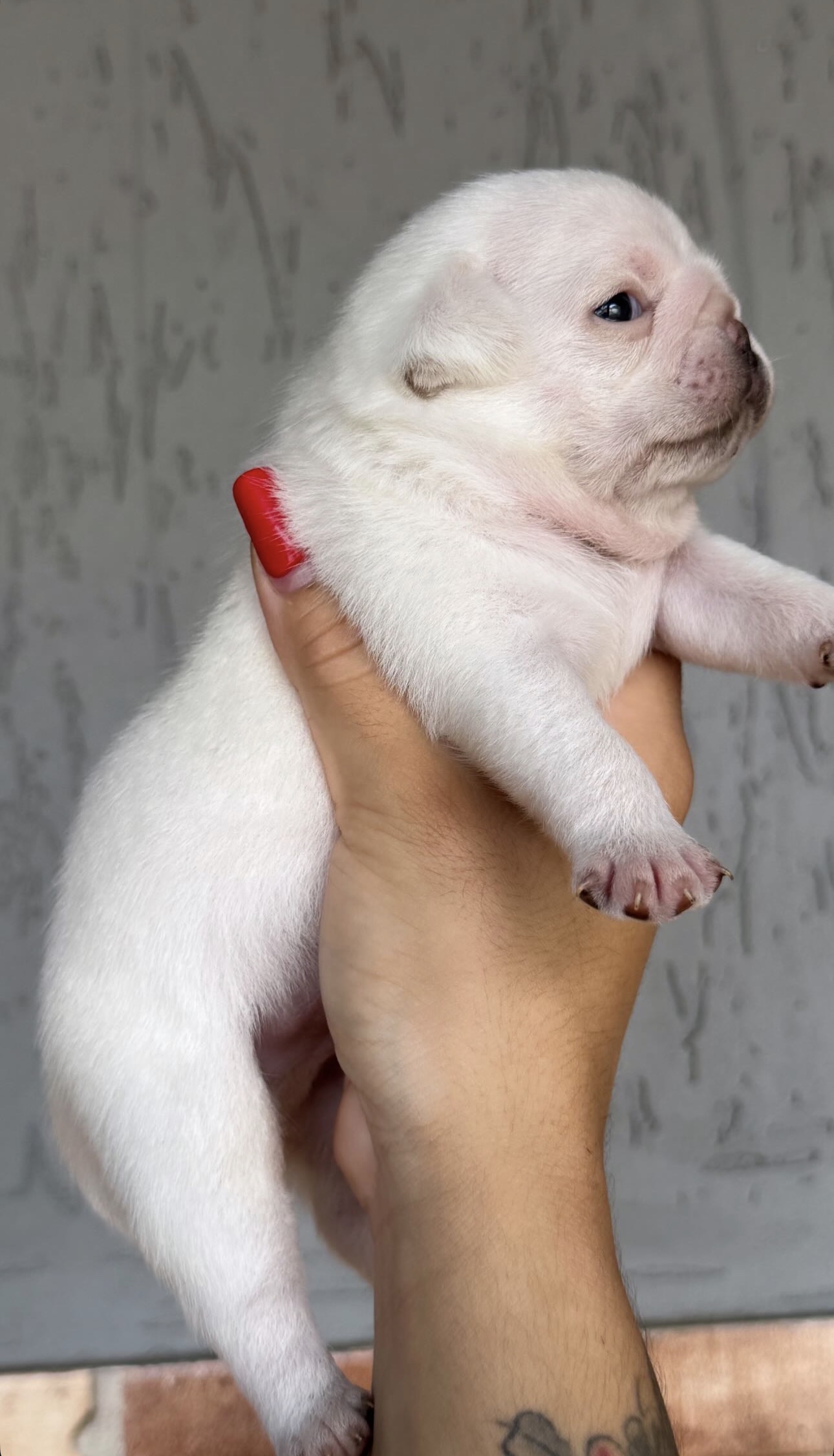 VENDE SE PUG BRANCO MACHO  - Foto 3