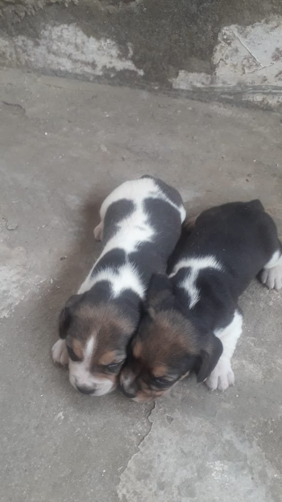 Beagle a venda - Foto 3