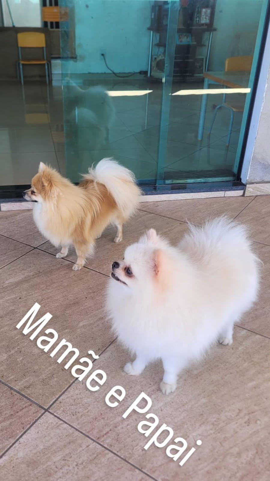 Spitz Alemão - Foto 1