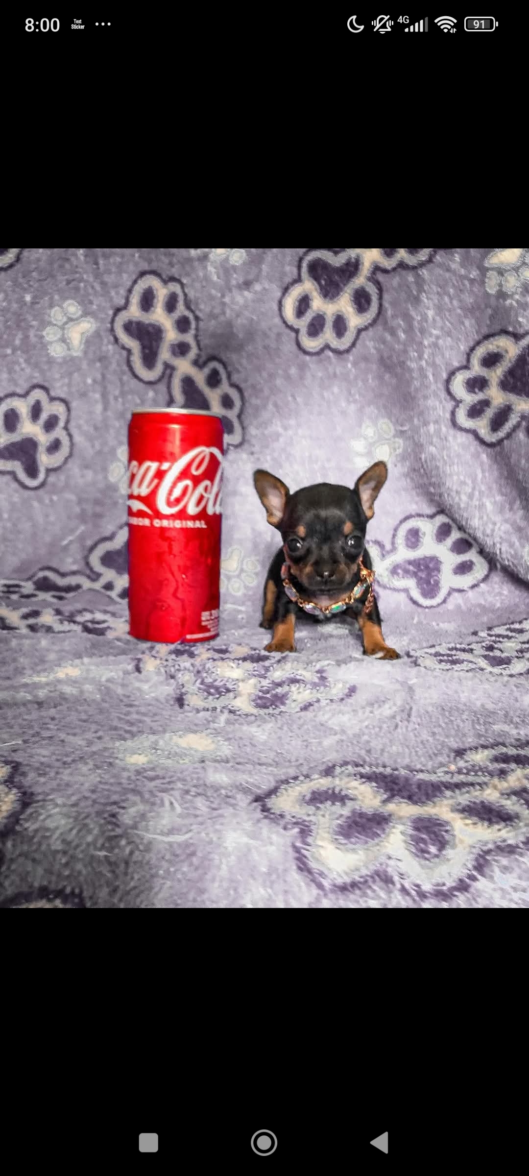 Pinscher miniatura 00 - Foto 1