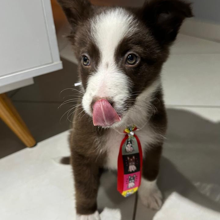 Lindo filhote de border collie - Foto 2