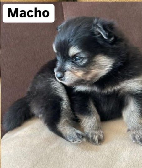 Filhotes de Lulu da Pomerânia - Foto 1