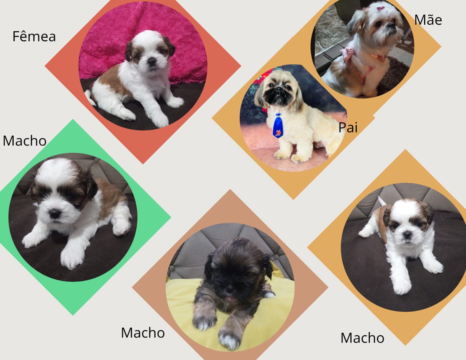 Shih Tzu - Foto 1