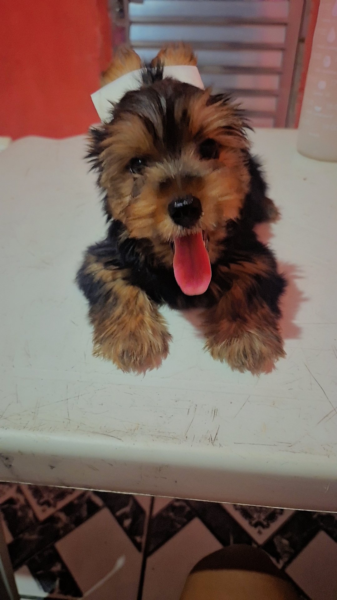 Uma linda bebê  de Yorkshire Terrier  - Foto 2