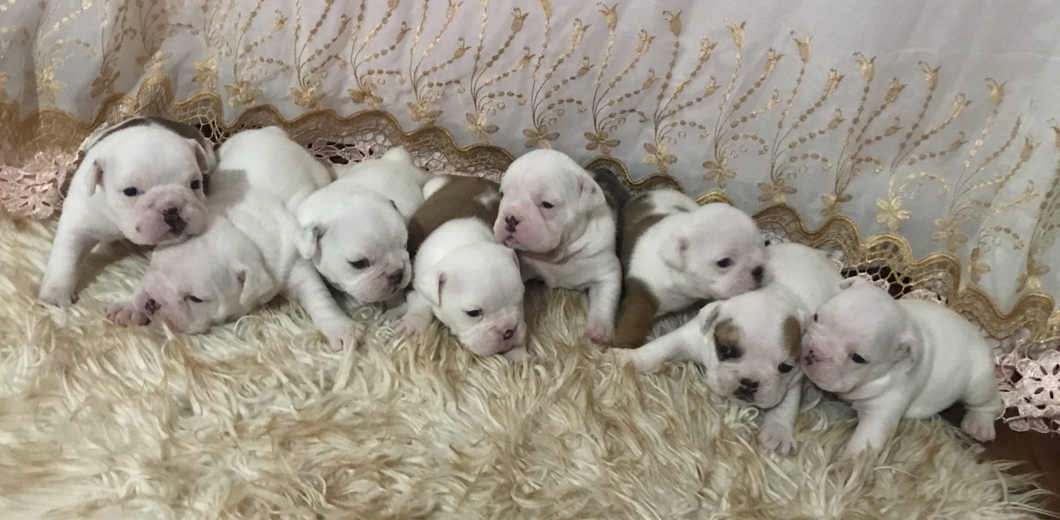 Filhotes de Bulldog inglês  - Foto 1