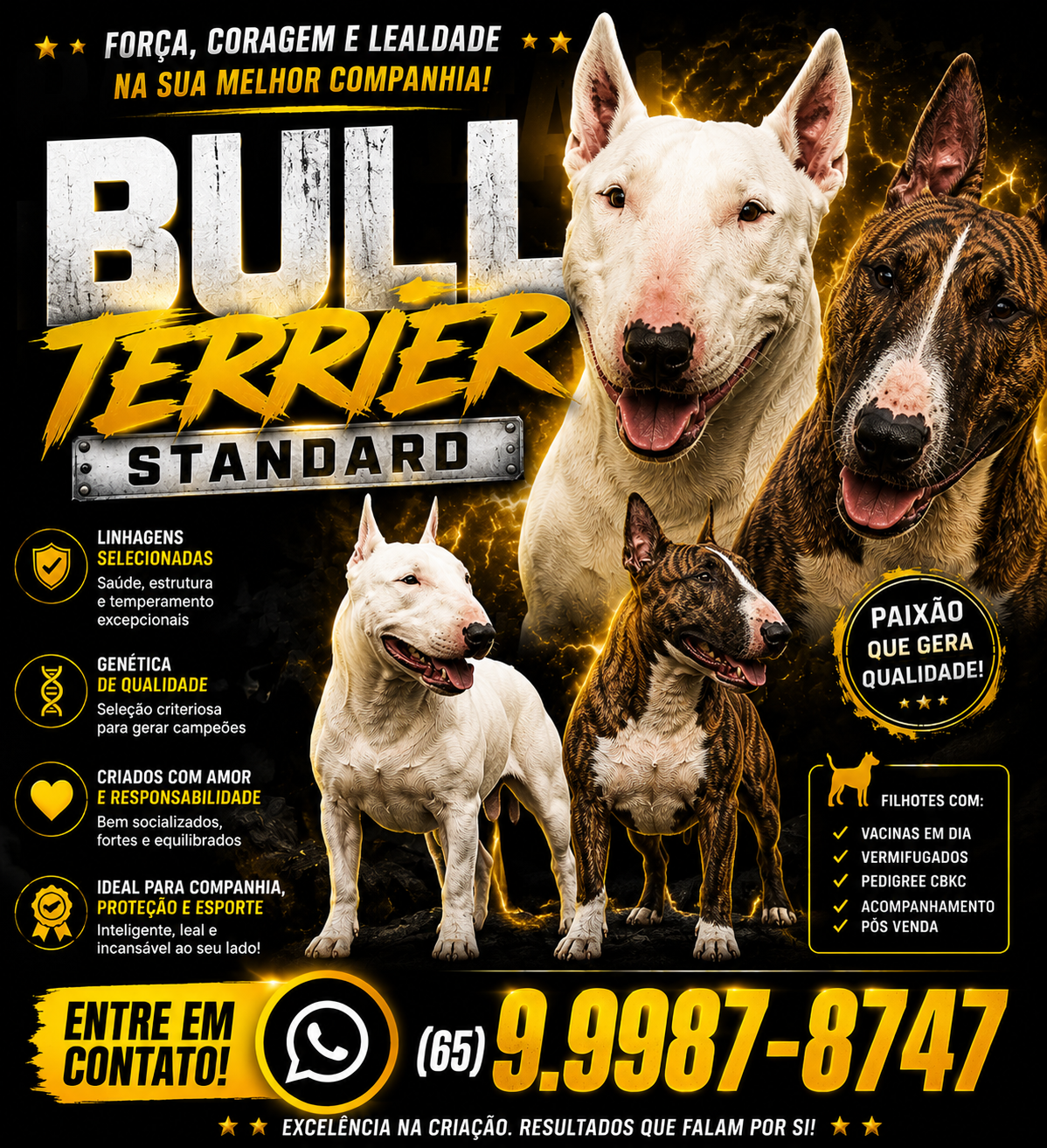 Bull Terrier Standard - Foto 1