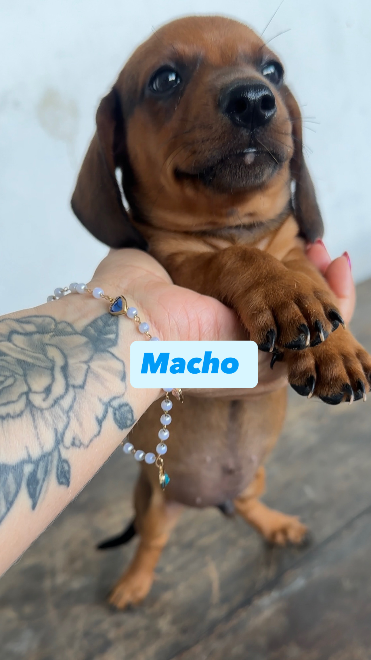 oportunidade de levar para casa um companheiro leal e cheio de amor está acabando! ❤️ - Foto 2