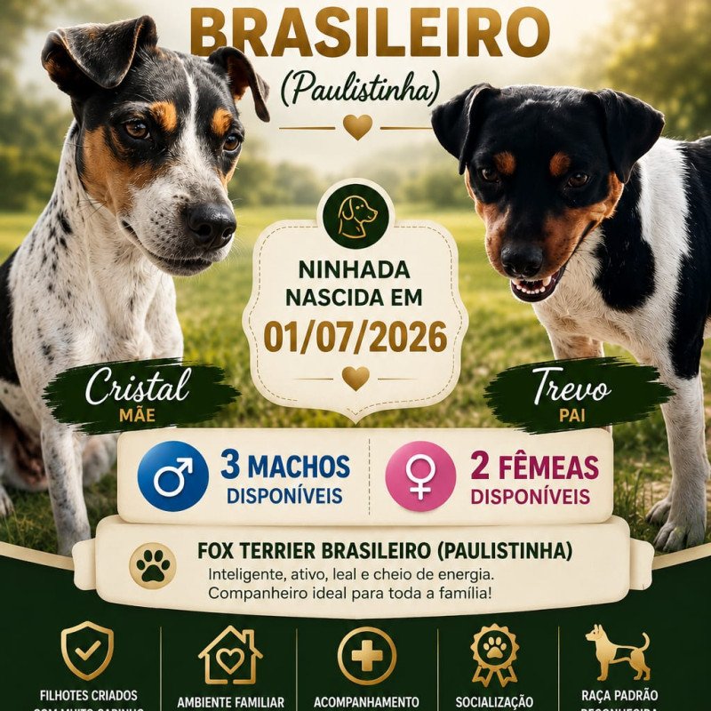 Lindos filhos de Fox Terrier Brasileiro nascimento 01/07/2026 - Foto 1