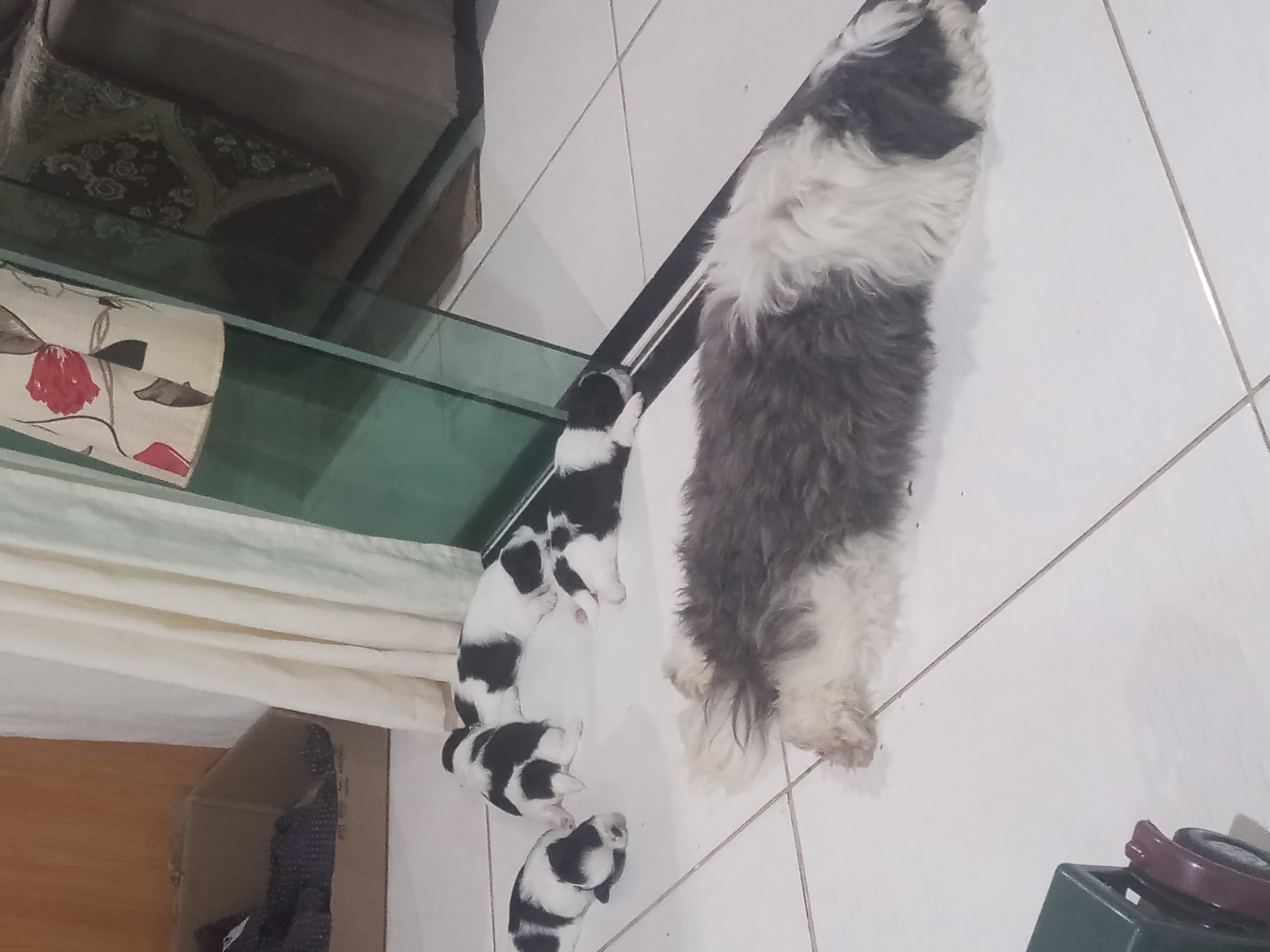 Filhotes deShitzu pra vender. Vermífugado e com a primeira dose da vacina  - Foto 2