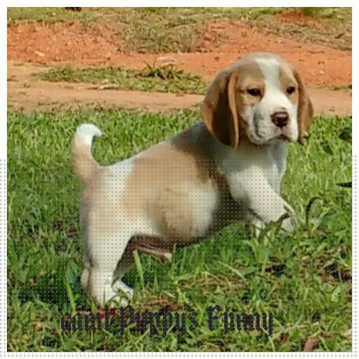 Beagle um amigo para todas as horas - Foto 4